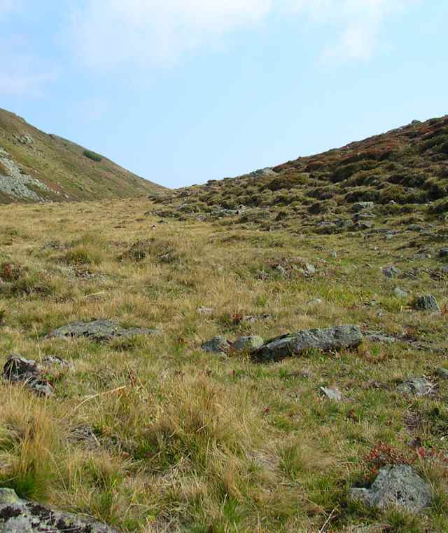 Typische Vegetation oberhalb der Enzianhütte