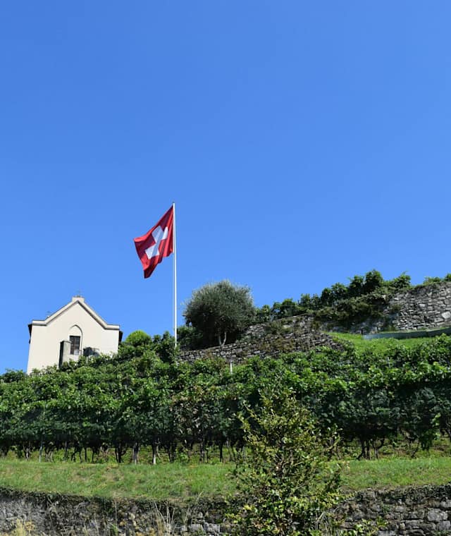 Die Weinberge des Mendrisiotto
