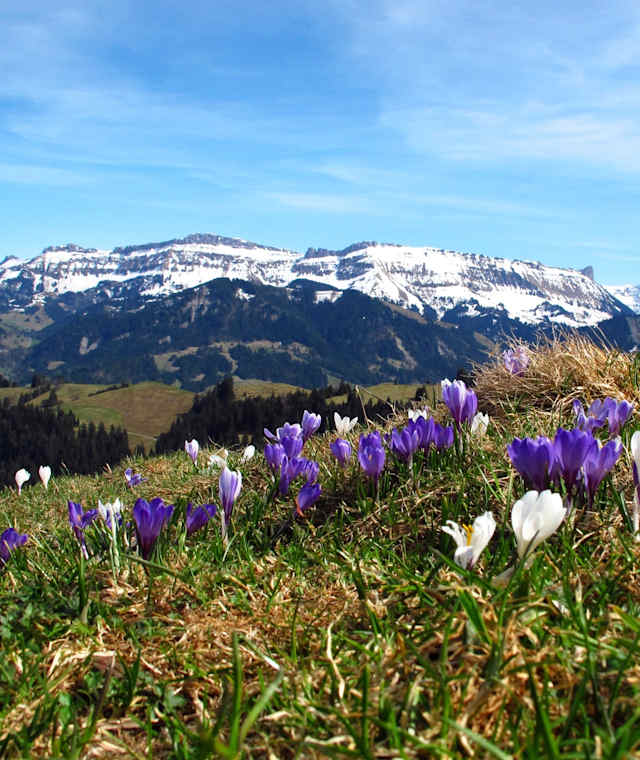 Krokusse auf Rämisgummen – Im Hintergrund die verschneite Schratteflue und Berner Alpen