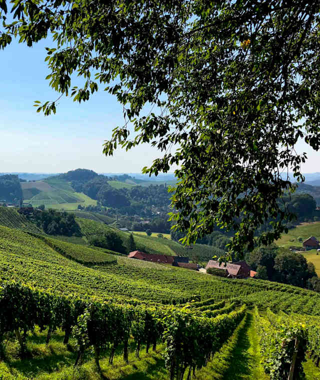 Die wunderschönen Weinberge der Südsteiermark