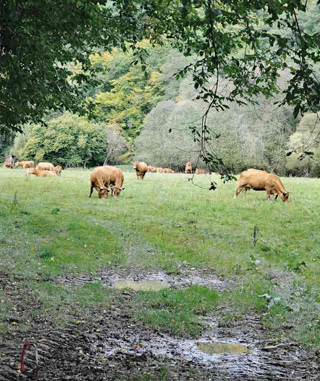 Im oberen Hahnenbachtal trifft man zuweilen mehr Kühe als Menschen.