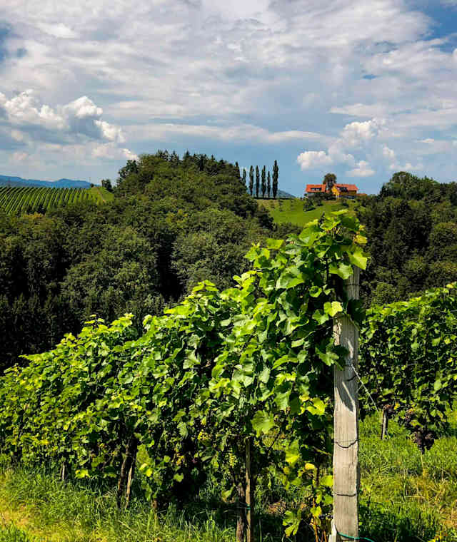 Leutschach ist das Zentrum der größten Weinbaugemeinde der Steiermark