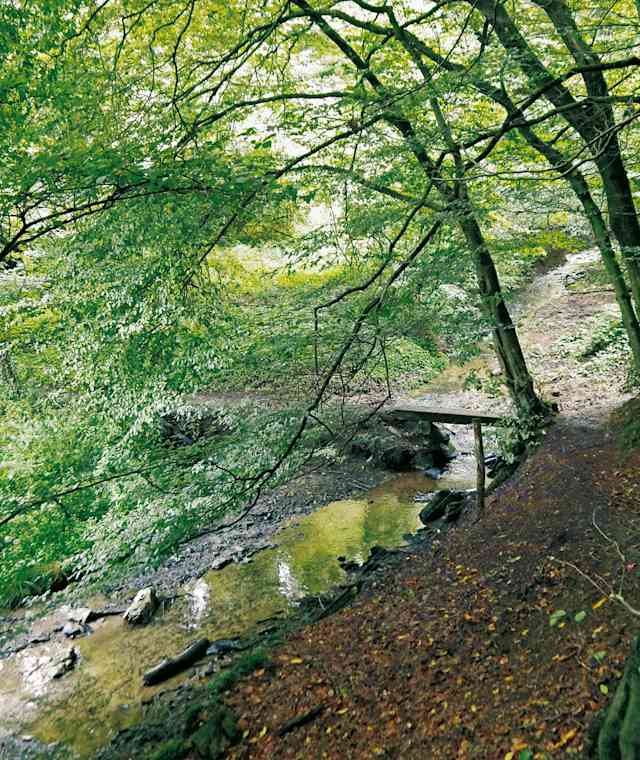 Zu Beginn der Etappe führt der Weg durchs idyllische Tal des Holzer Baches.