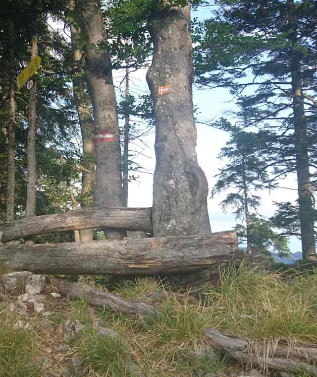 Gamssteinköpfl