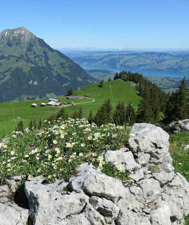 Panorama an der Alp Obere Geerene zu Thunersee und Niesen