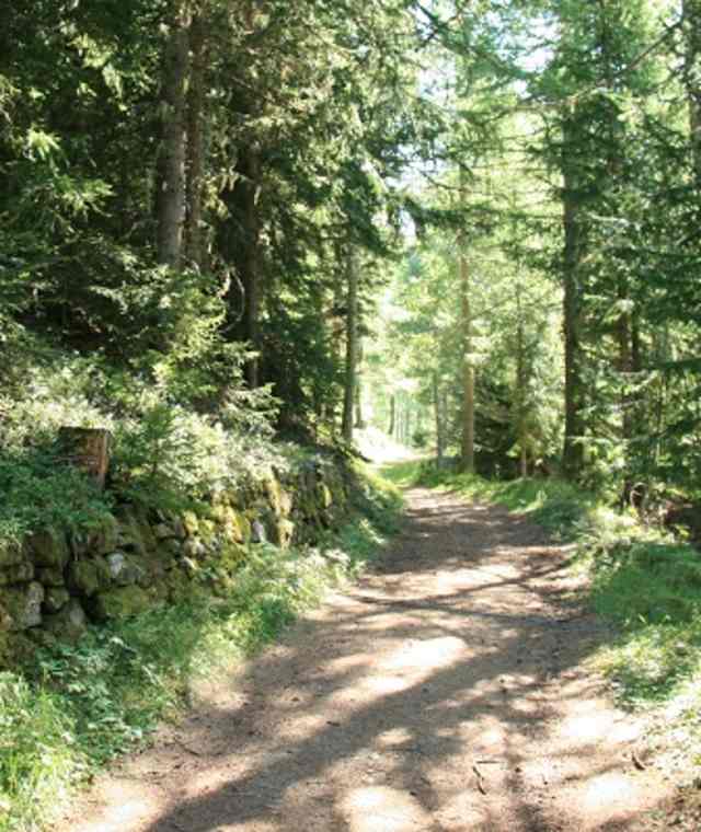 Ein schöner Wanderweg durch die herrliche Wälder.