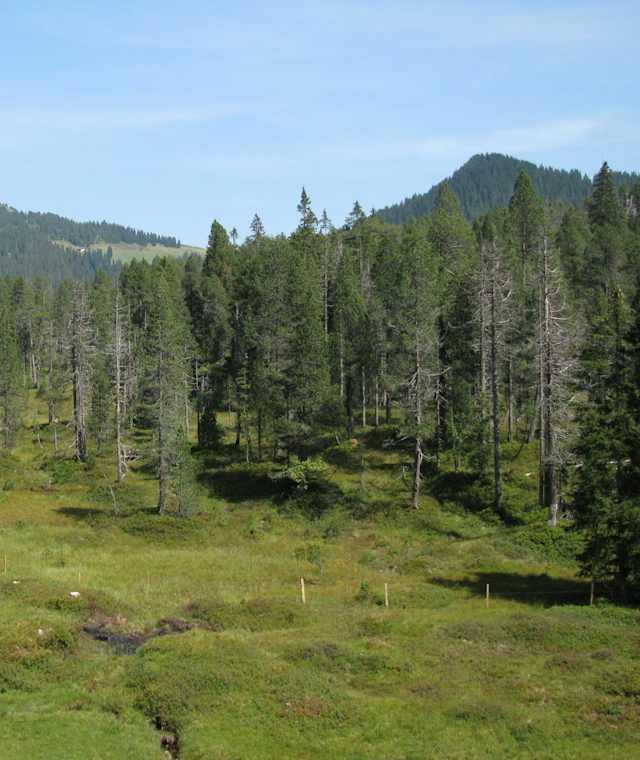 Schöner Bergwald