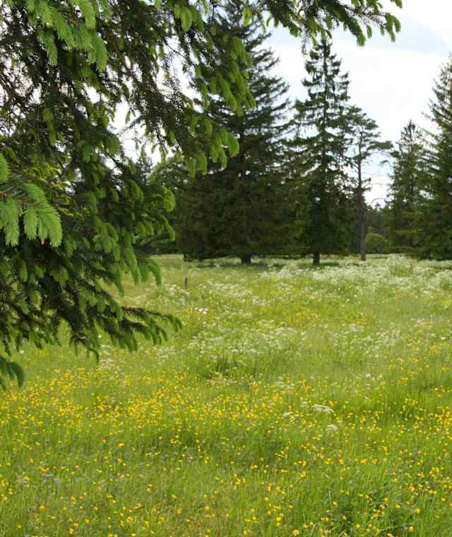 Blumenreiche Wiesen entlang der Isar