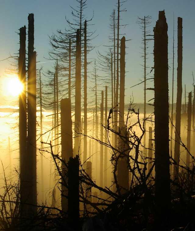 Morgenstimmung im Nationalpark Bayerischer Wald
