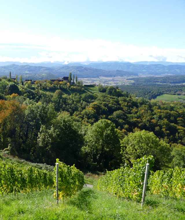 Steiler Weinberg in Kitzeck