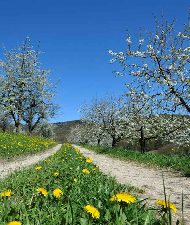 Kirschblüte
