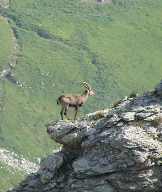 Ein Steinbock auf einem Vorgipfel