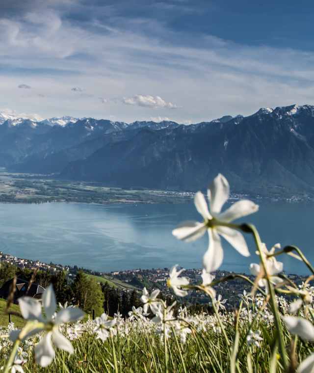 Der Narzissenweg: Blütenpracht und sagenhafte Aussicht auf den Genfersee
