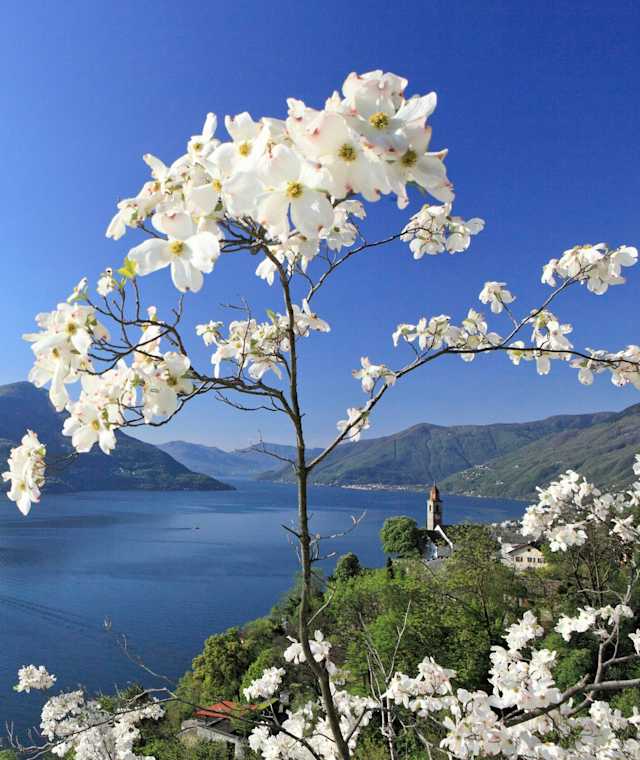 Ronco sopra Ascona