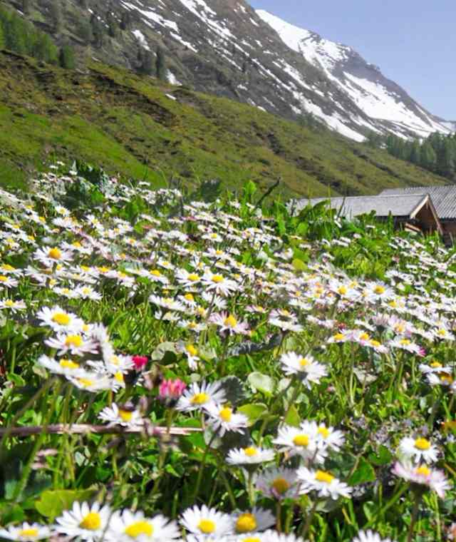 Blühende Blumenwiesen in der Schneiderau