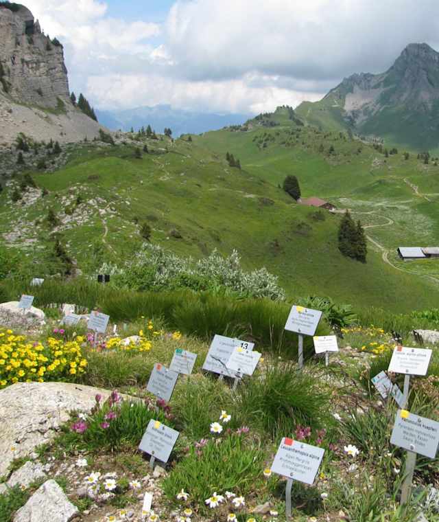 Alpengarten Schynige Platte