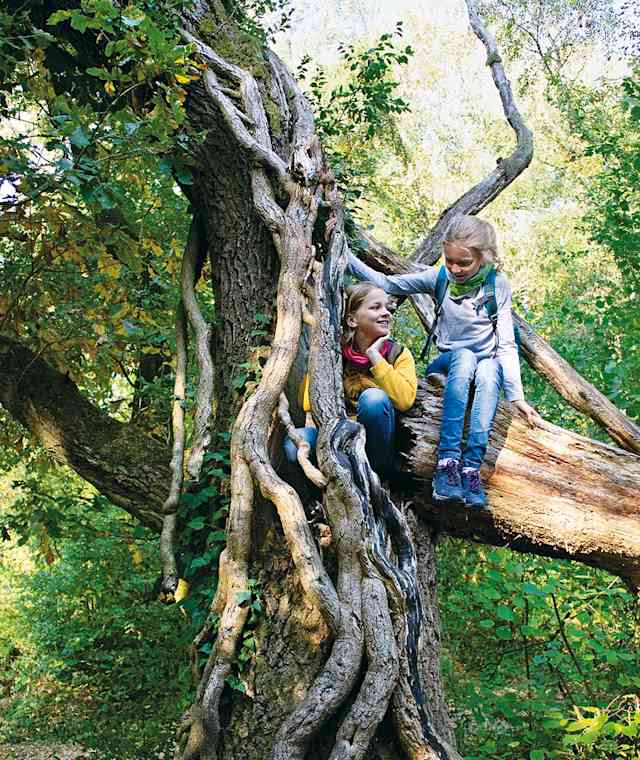 Das erkennt jedes Kind: Dieser Baum ist magisch!