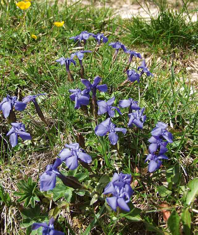 Frühlingsenzian auf der Alm.