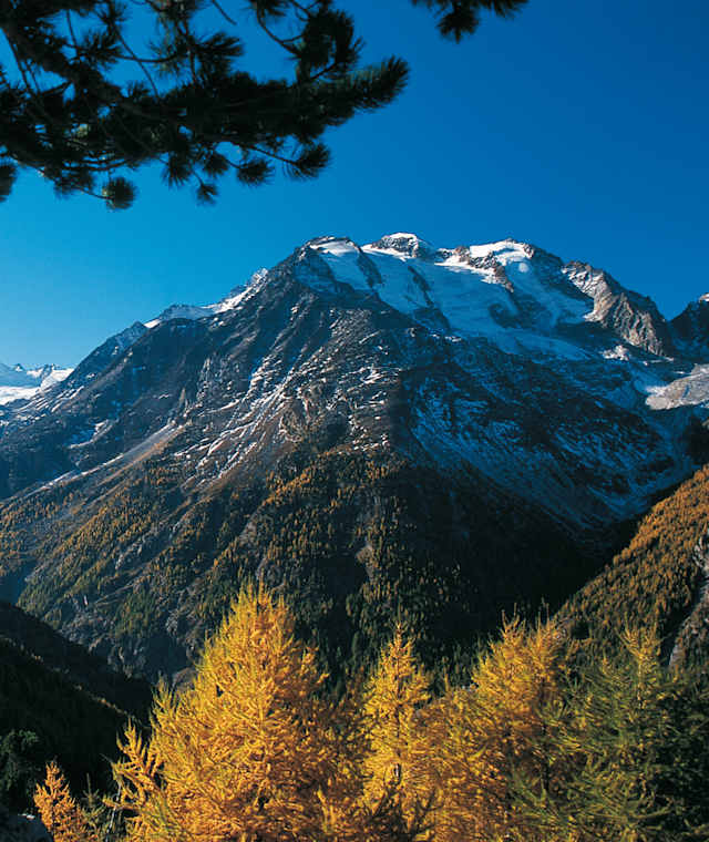 Herbststimmung am Gsponer Höhenweg; gegenüber das Balfrin-Massiv.