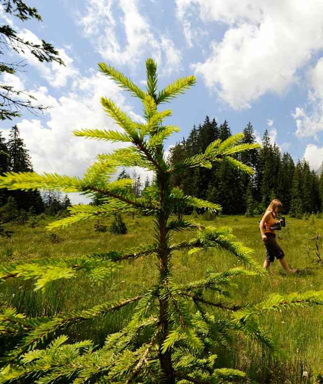 Moorlandschaft Habkern
