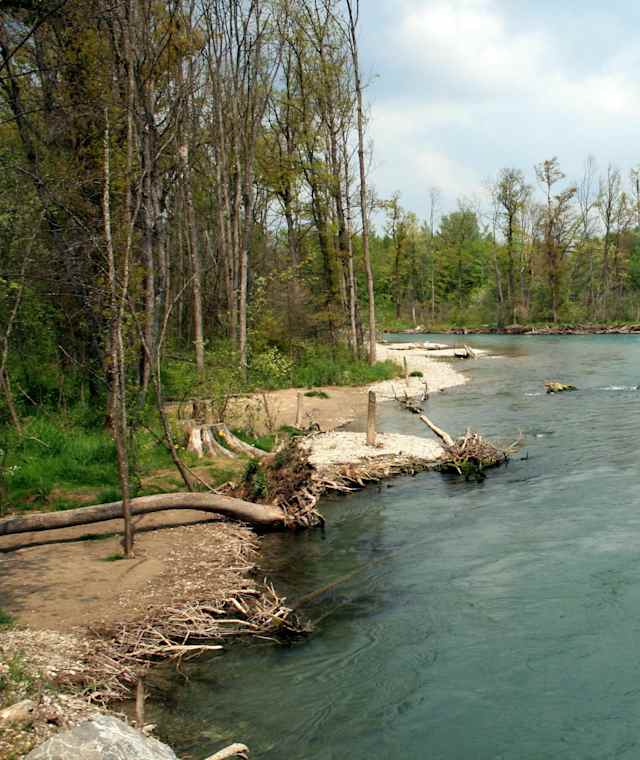 Mystische Stimmung am Ufer der Aare