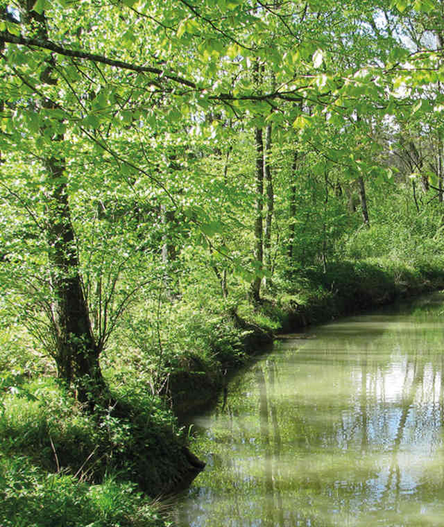 Die idyllische Alte Aare