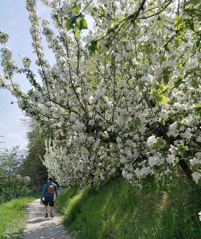 Wandern am Waalweg