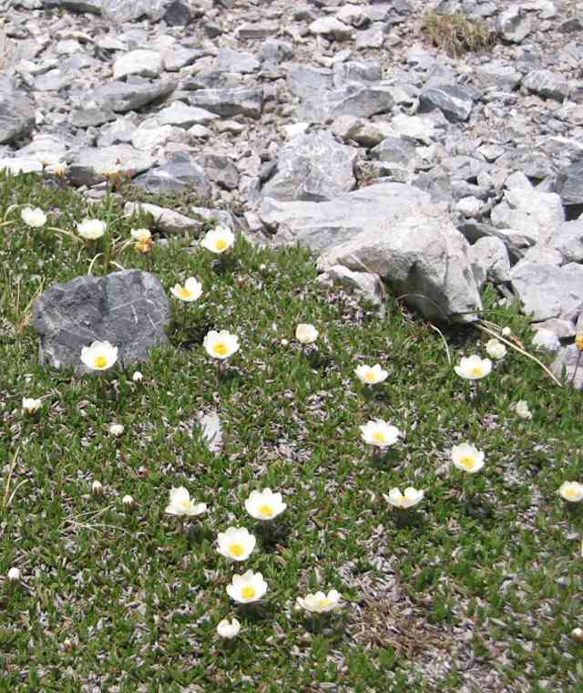 Alpenanemonen an der Maienfelder Furgga