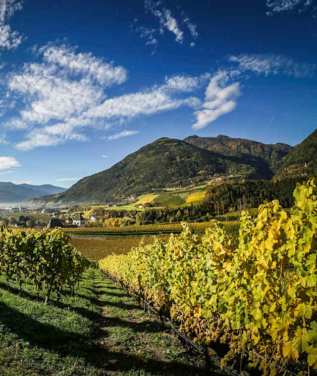 Weinberge in Neustift bei Brixen