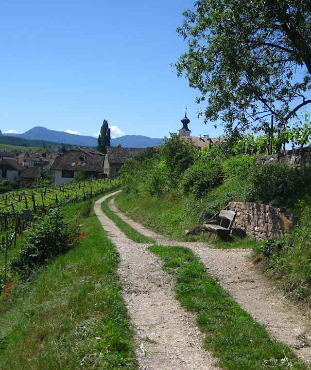 Wandern auf dem Weinlehrpfad in Girlan