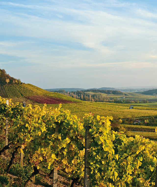 Weinberge am Bullenheimer Berg