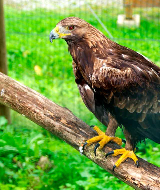 Weitental Naturschutzzentrum Ridors im Wald