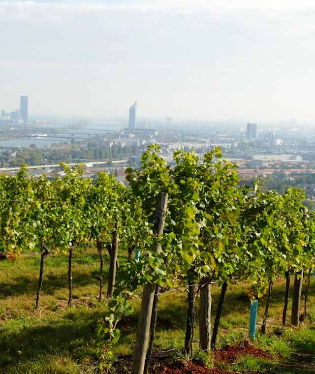 Blick über die Weinberge auf Wien