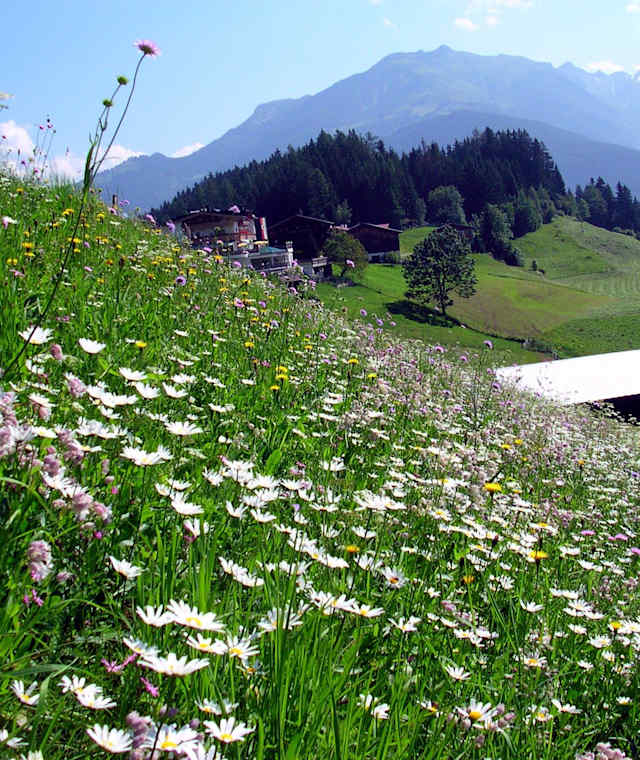 Wiesenhänge oberhalb von Finkenberg