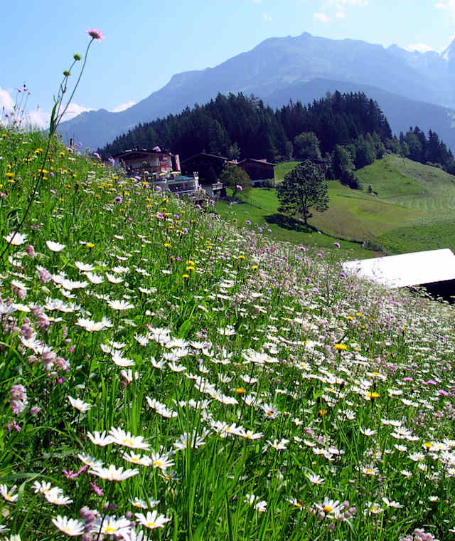 Die schönen Wiesenhänge oberhalb von Finkenberg