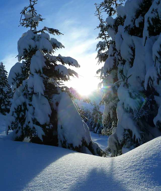 Winterwald