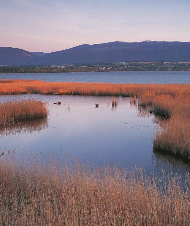 Das Moor von Yverdon