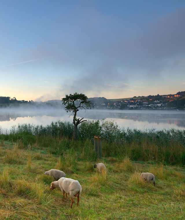 Fernwanderweg Eifelsteig Etappe 11, rund um die Dauner Maare zum Dörfchen Schalkenmehren