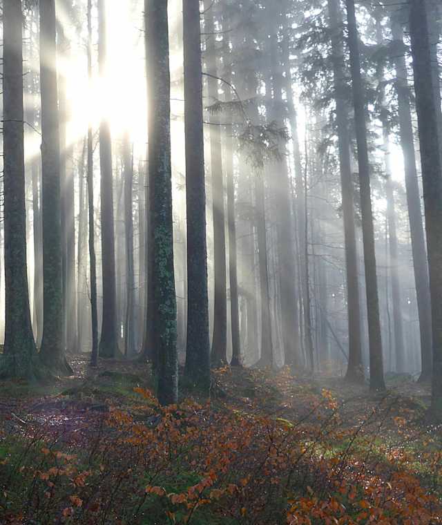 Herbststimmung im Bayerischen Wald