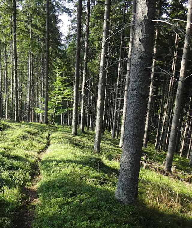Am Weg zum Floning