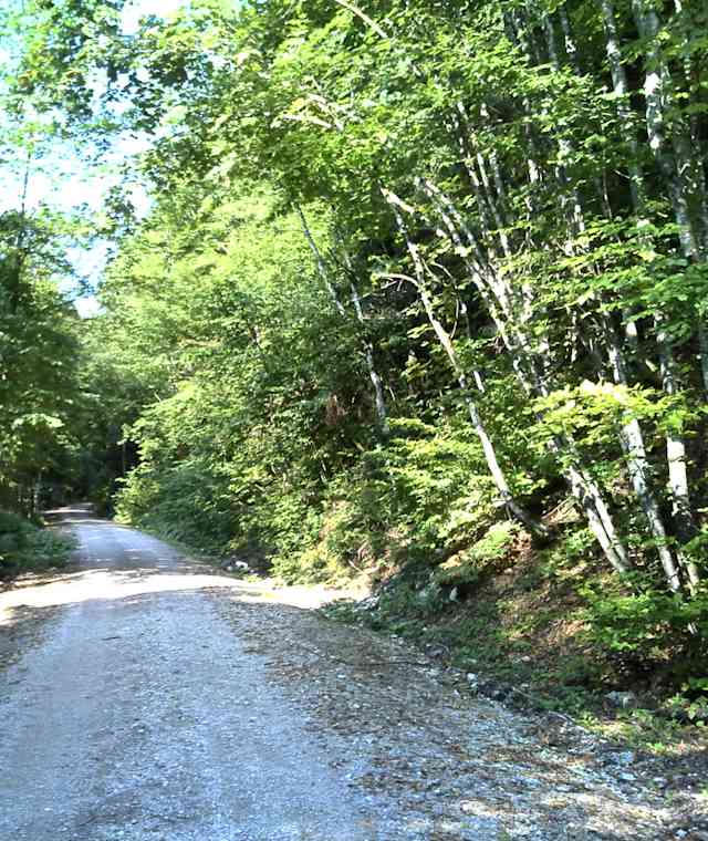 Forststrasse zur Aßbergalm