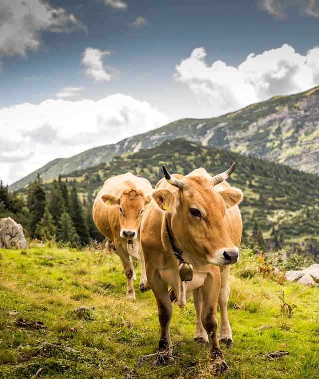 Auf der Alm 