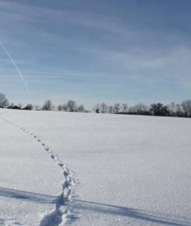 Spuren in einer Winterlandschaft