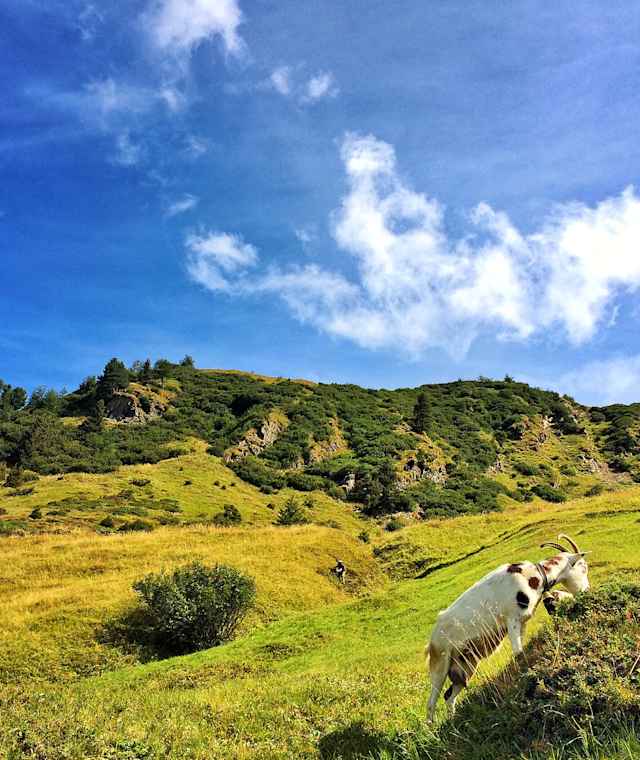 Aus dem Valsertal auf die Zeischalm und über den Geistbeckweg zur Landshuter Europahütte