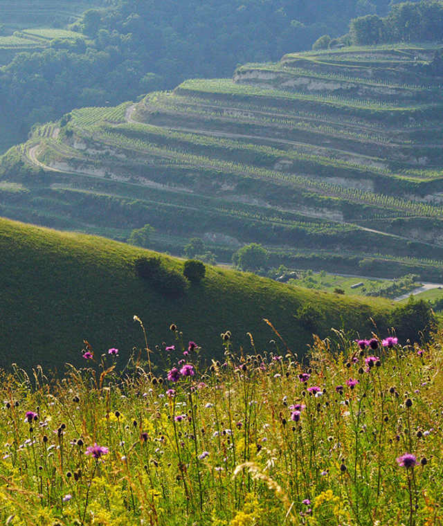 Auf den Badberg