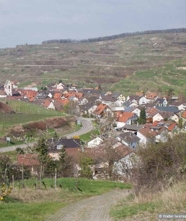 Ausgangspunkt: Oberbergen, Wanderparkplatz Mondhalde am Ortseingang