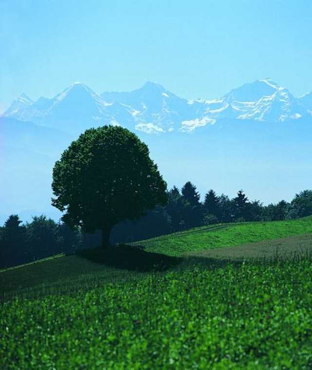 Einzelbäume und die herrliche Sicht zu den Alpen