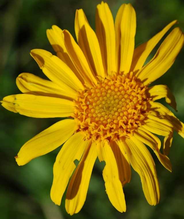 Auf dem Blumen- und Kräuterweg