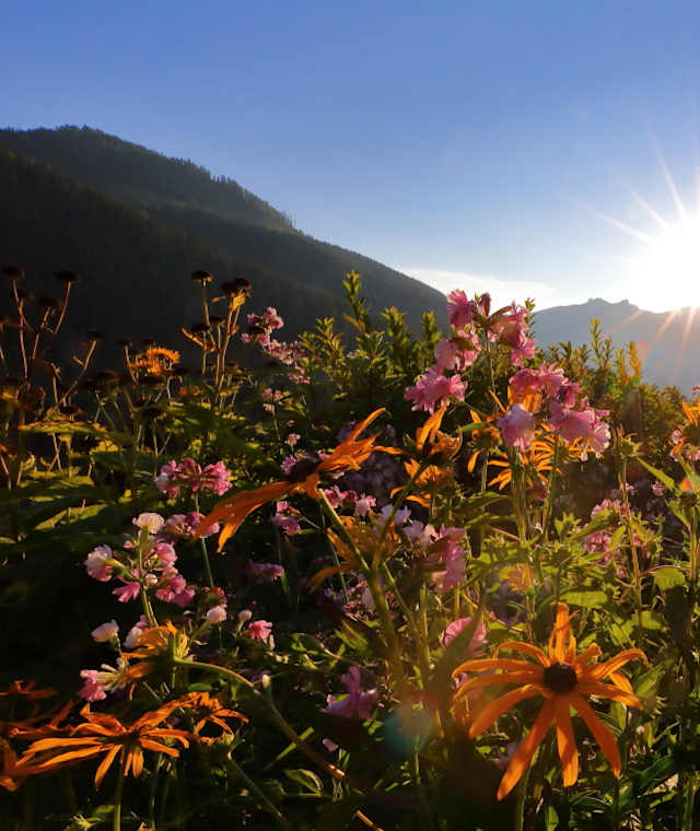Blumen auf der Breitenebenalm