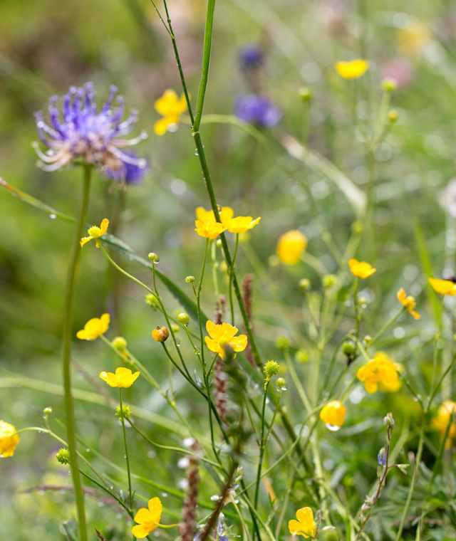 Blumen im Raurisertal